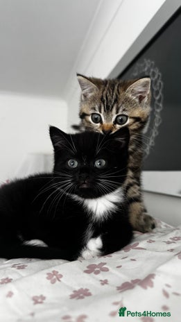 Scottish Fold cats - Advert 1