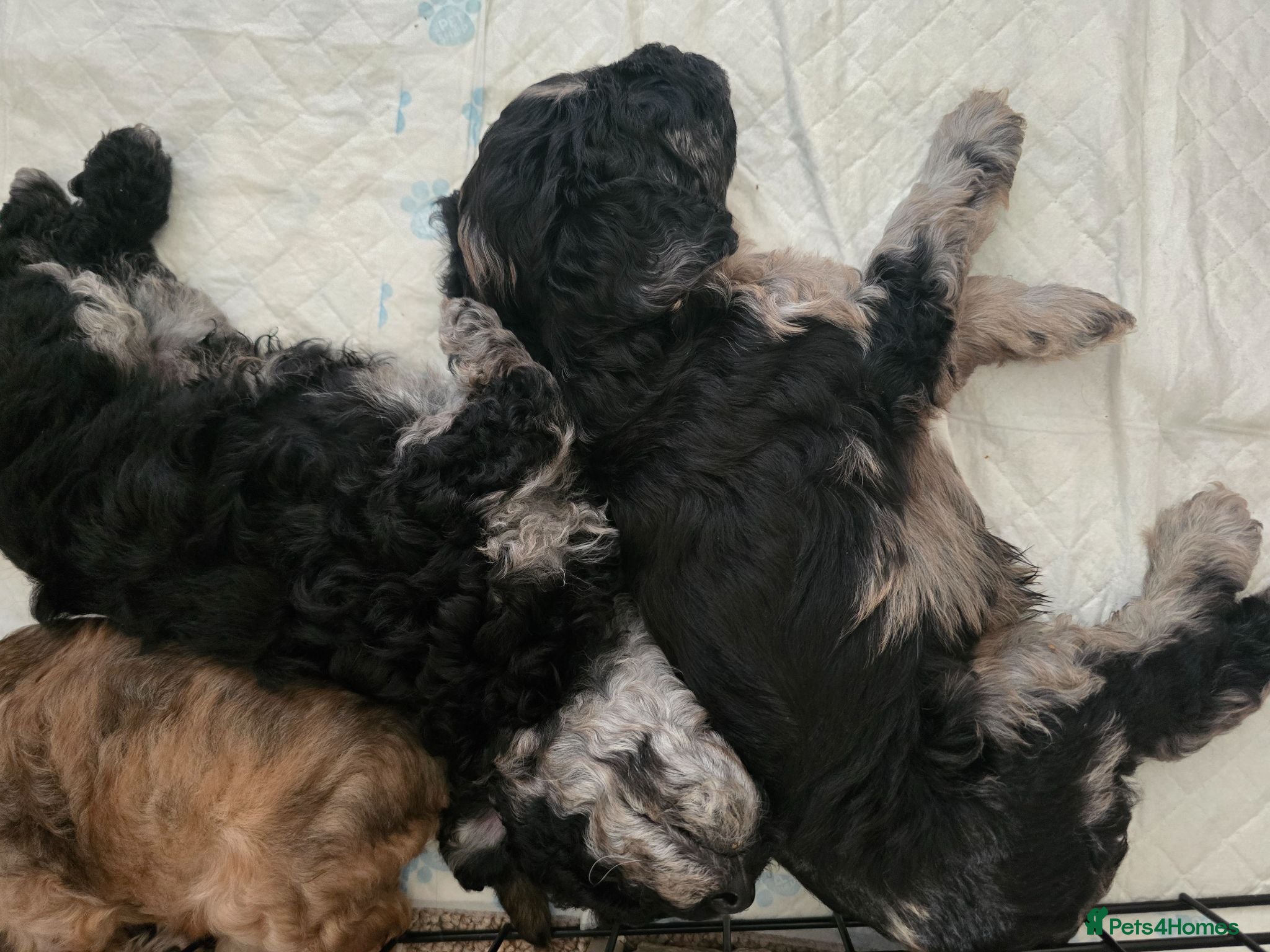 Miniature Poodle dogs Adorable mini poodles for sale £1500.  - Advert 4