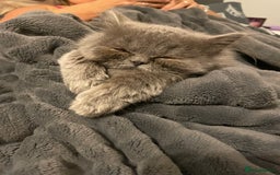 Ragdoll cats for sale: Ragdoll kitten  - Image 7