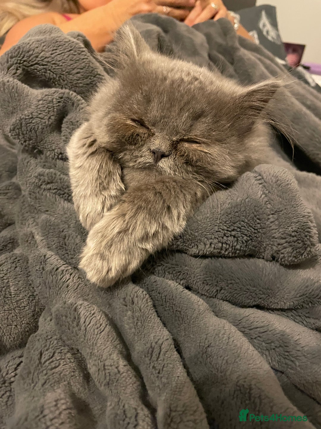 Ragdoll cats for sale: Ragdoll kitten  - Image 7