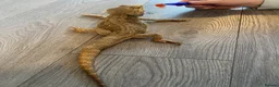 Bearded Dragon reptiles for sale: Bearded dragon  - Advert 1