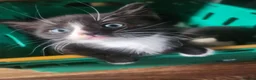 Mixed Breed cats for sale: 2 Kittens in Coventry - Advert 2