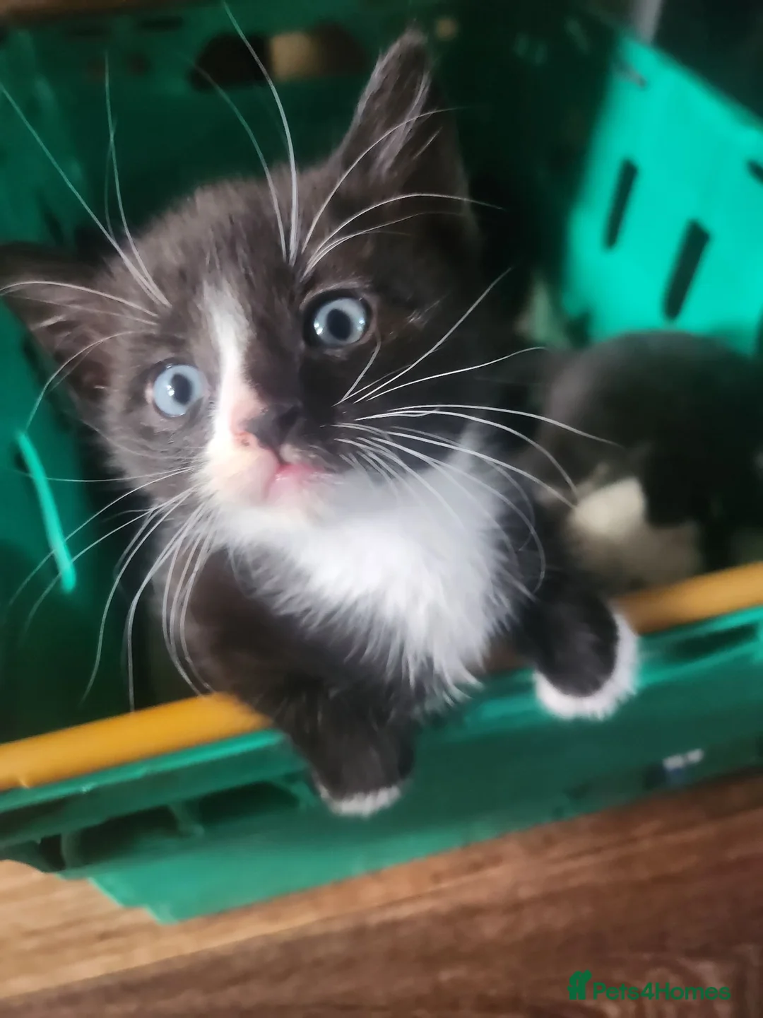 Mixed Breed cats for sale: 2 Kittens in Coventry - Advert 2
