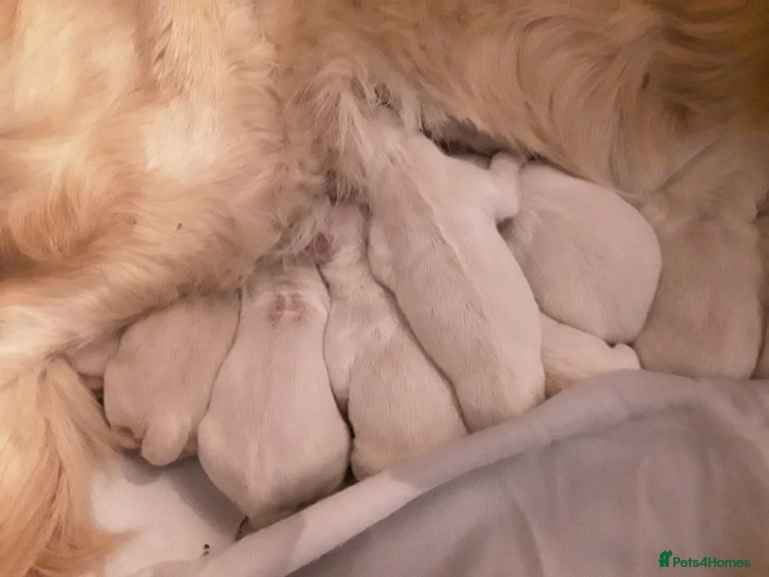 Golden Retriever dogs for sale: Exceptional Golden Retriever Pups - Advert 4