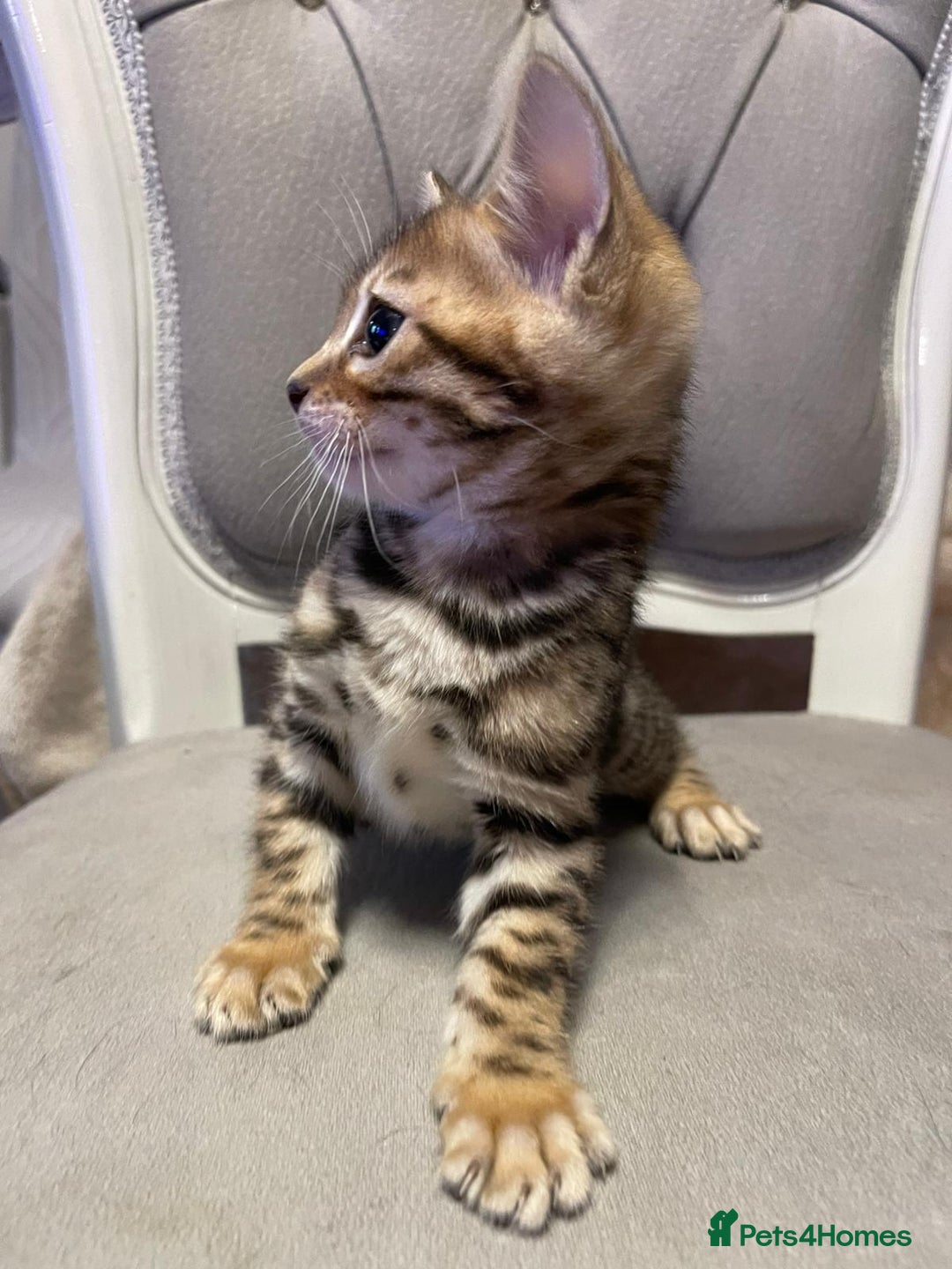 Bengal cats for sale: 5 Outstanding bengal kittens ready for a family  - Advert 8