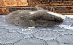 Mini Lop rabbits for sale: Pure mini lops  - Image 15