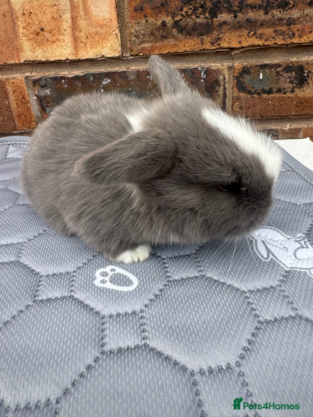 Mini Lop rabbits for sale: Pure mini lops  - Image 15