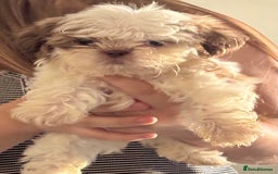 Shih Tzu dogs for sale: Three gorgeous shihtzu puppies  - Image 3