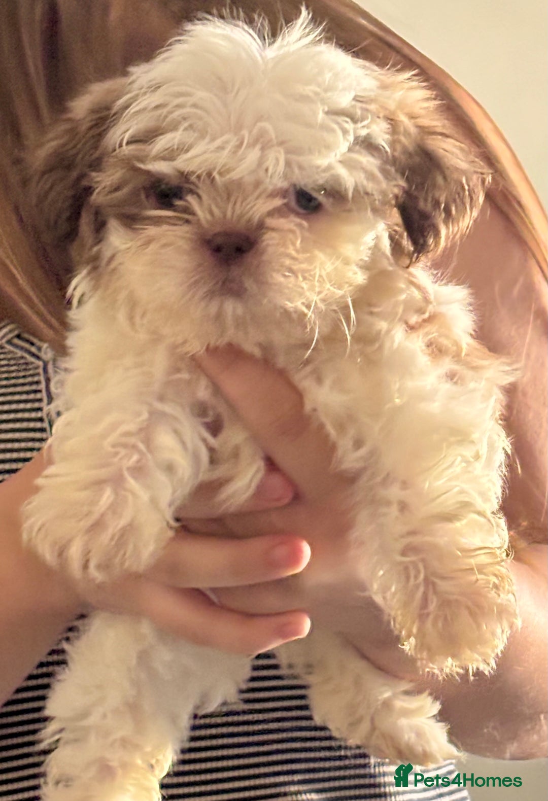 Shih Tzu dogs for sale: Three gorgeous shihtzu puppies  - Image 3