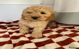 Mixed Breed dogs for sale: Cockapoo x cavapoo  - Image 2