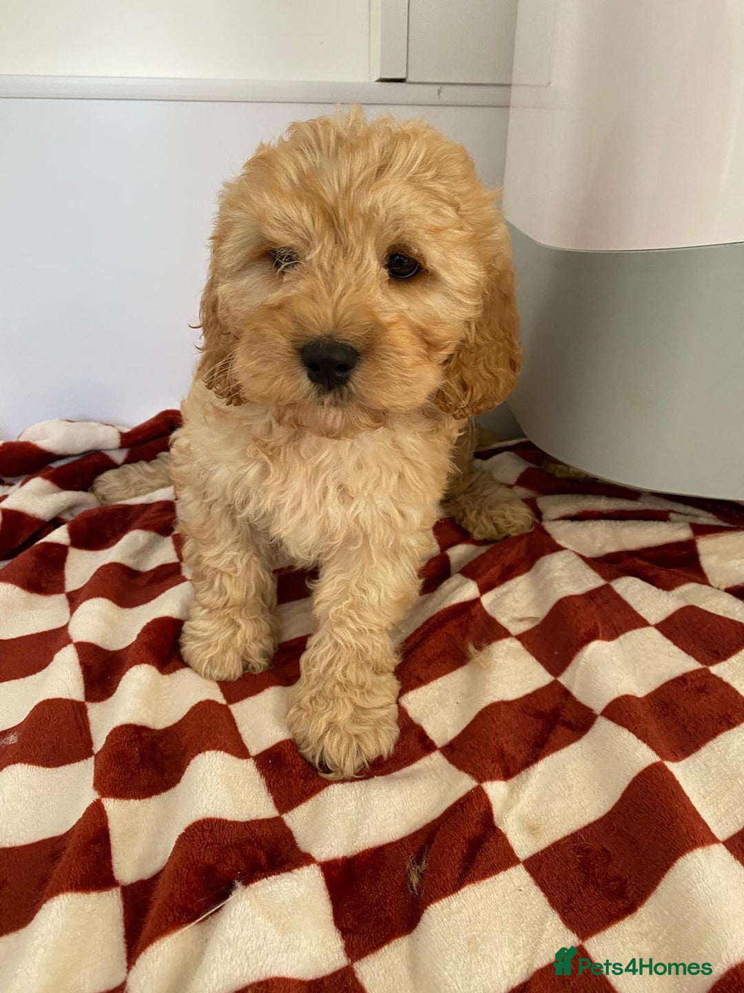 Mixed Breed dogs for sale: Cockapoo x cavapoo  - Image 2