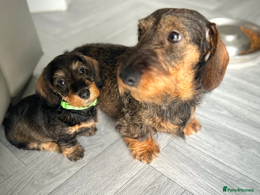 Miniature Dachshund dogs for sale: KC Reg Wire Haired Miniature Dachshund Puppies  - Advert 8