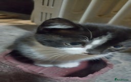 Mixed Breed cats for sale: Two kittens - Image 2