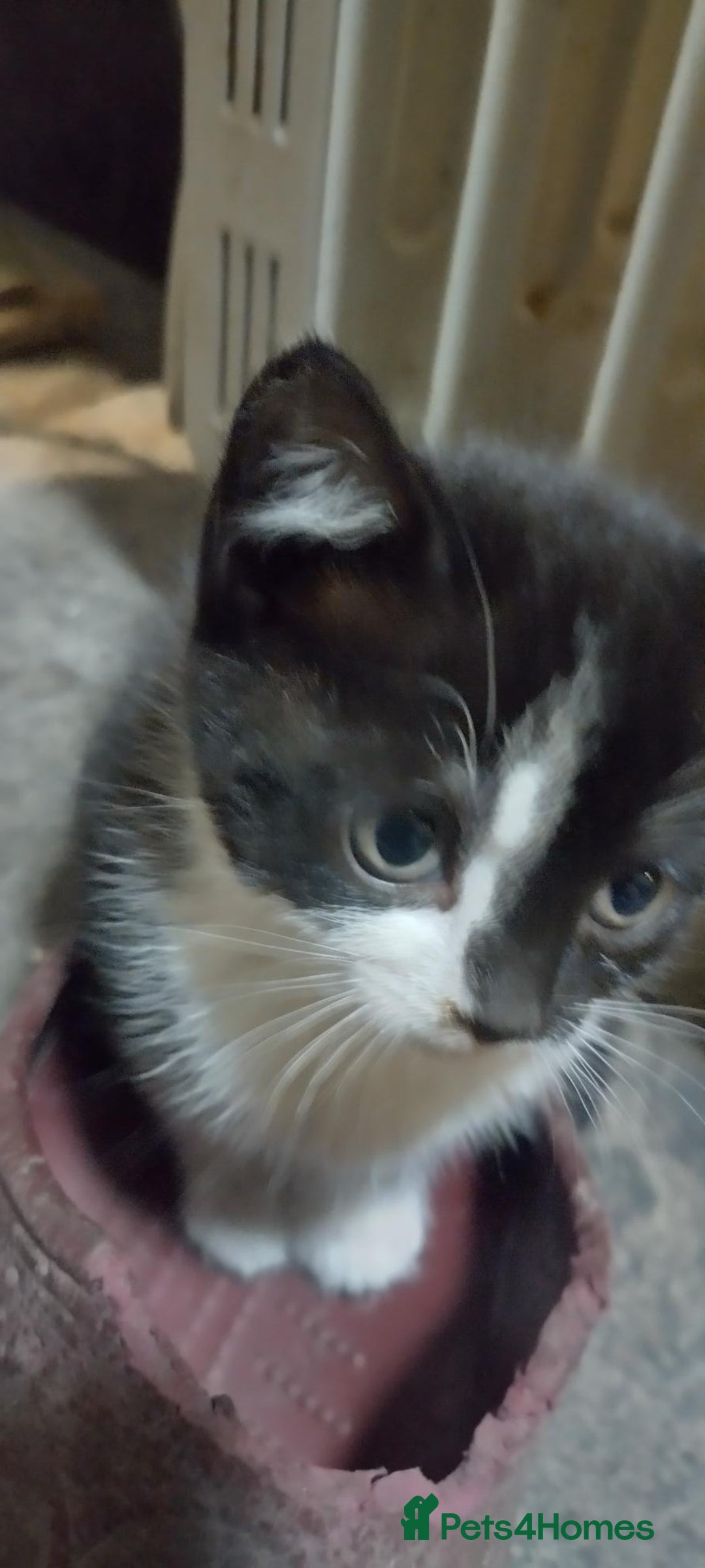 Mixed Breed cats for sale: Two kittens - Image 2