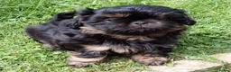 Shih Tzu dogs for sale: Stunning KC registered Imperial Shih Tzu puppies - Advert 22