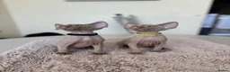 Devon Rex cats for sale: Price Reduced!TICARegisteredDevonRex lilac kittens - Advert 9