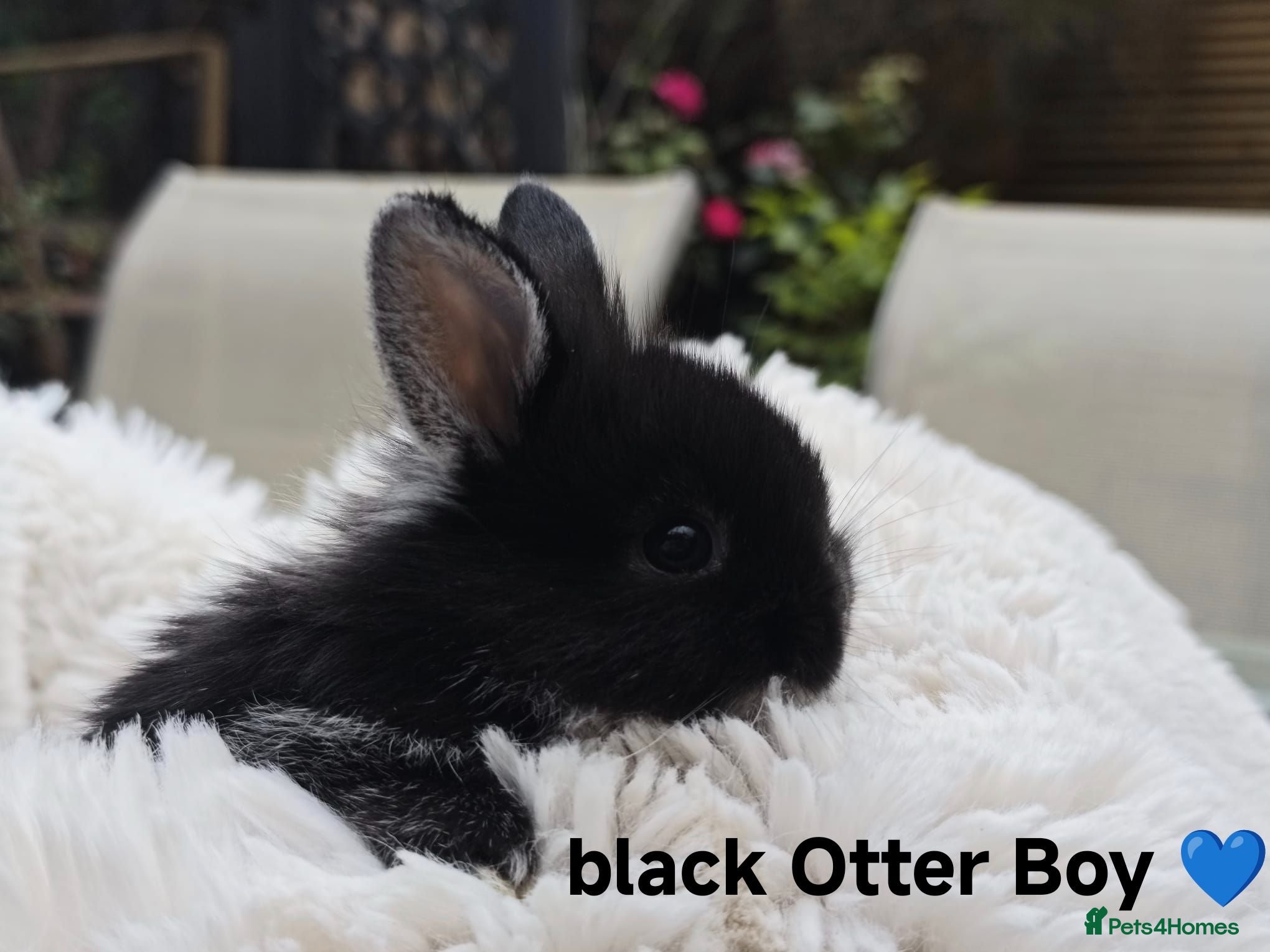 Mini Lop rabbits Ready to leave ❤️ Mini Lion Lop Boy - Advert 2