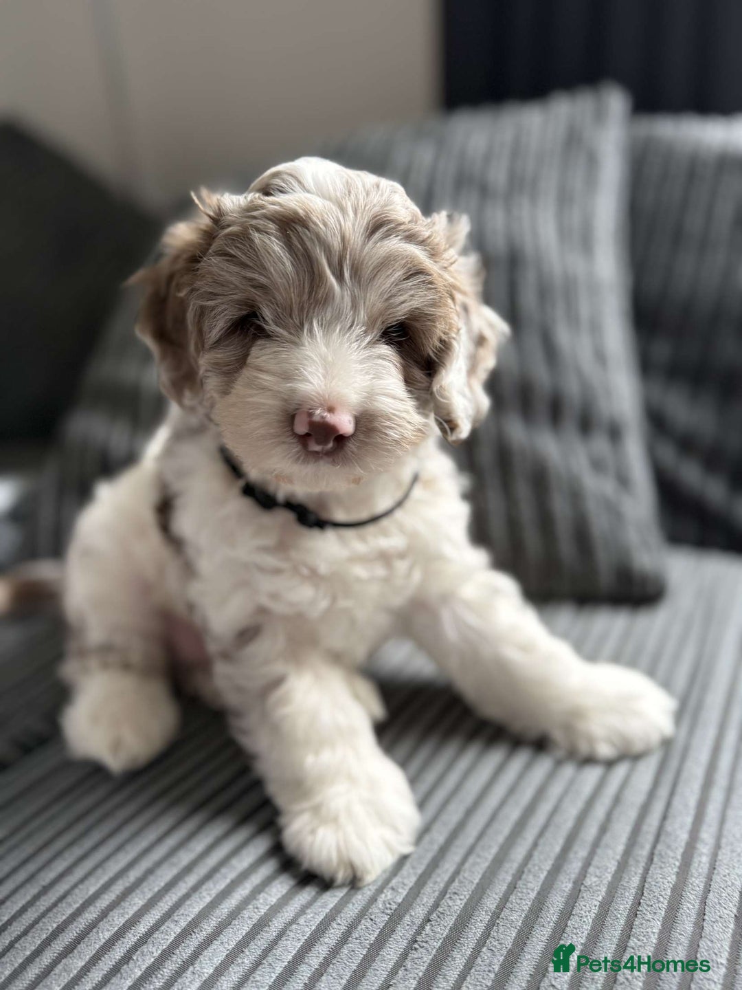 Cockapoo dogs for sale: Cockapoo for sale! - Image 3