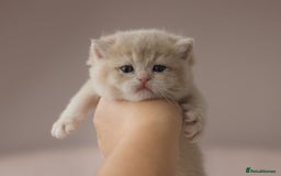British Shorthair cats for sale: Chubby Golden Blue BSH girls - Image 13