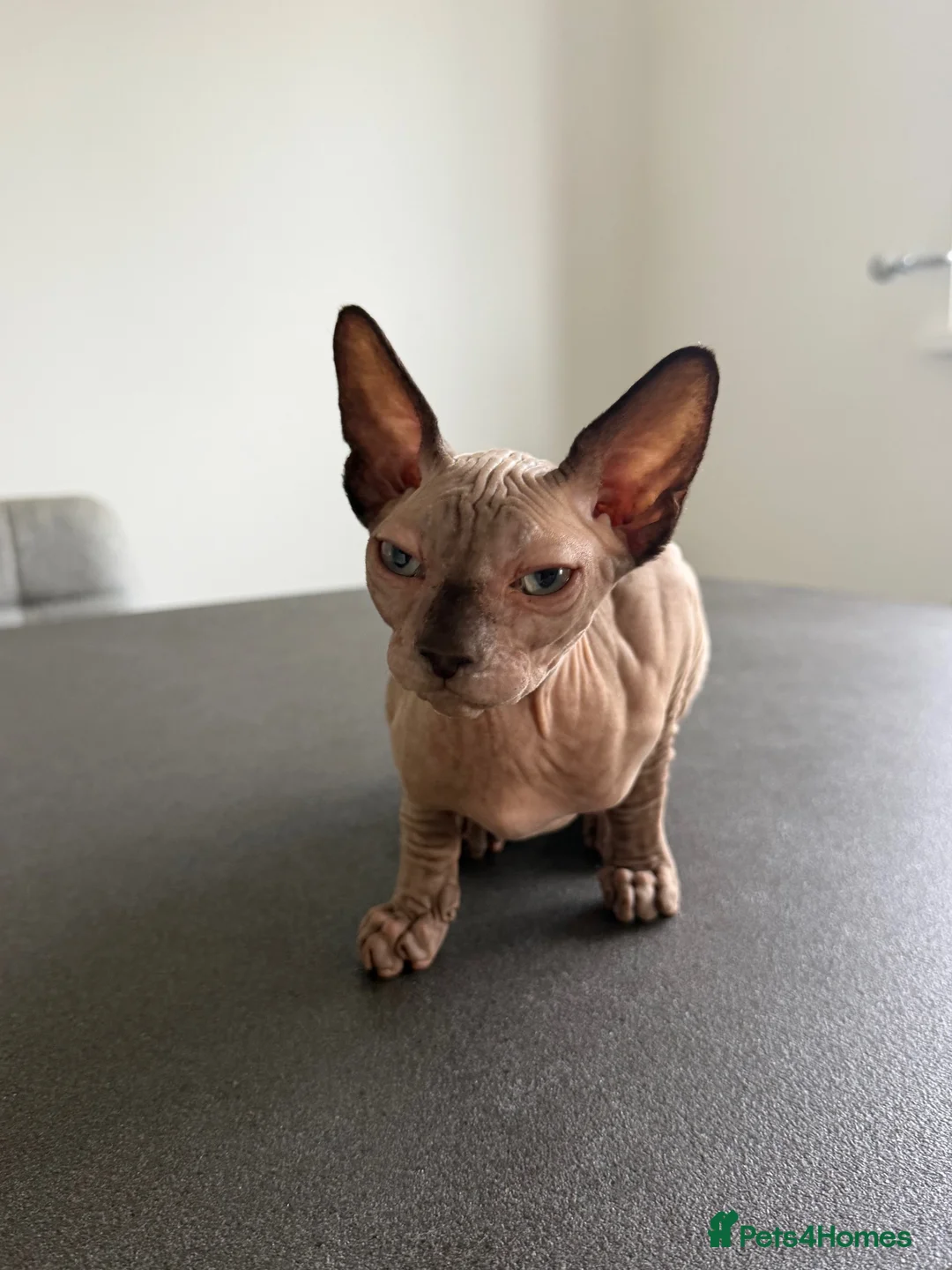 Sphynx cats for sale: All - sphynx boy - Advert 7