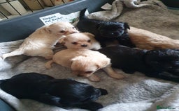 Chipoo dogs for sale: Beautiful Chipoo puppies.  - Image 6