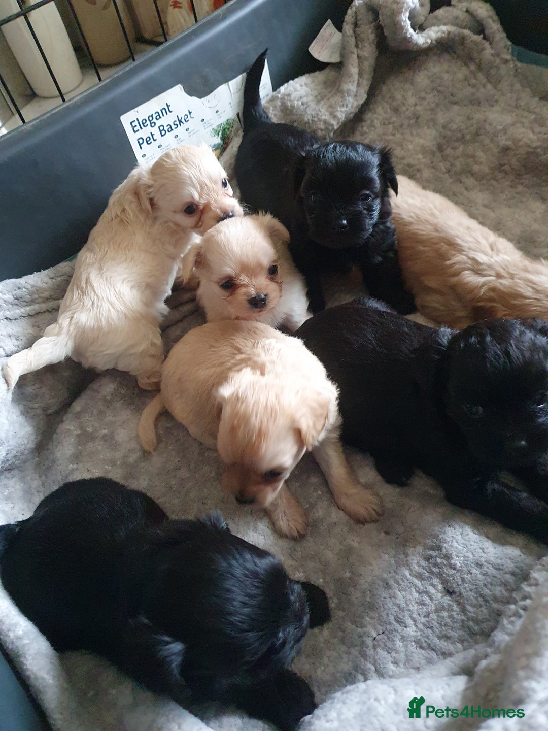 Chipoo dogs for sale: Beautiful Chipoo puppies.  - Image 6