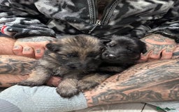 German Shepherd dogs for sale: Beautiful purebred German shepherd puppies - Image 22