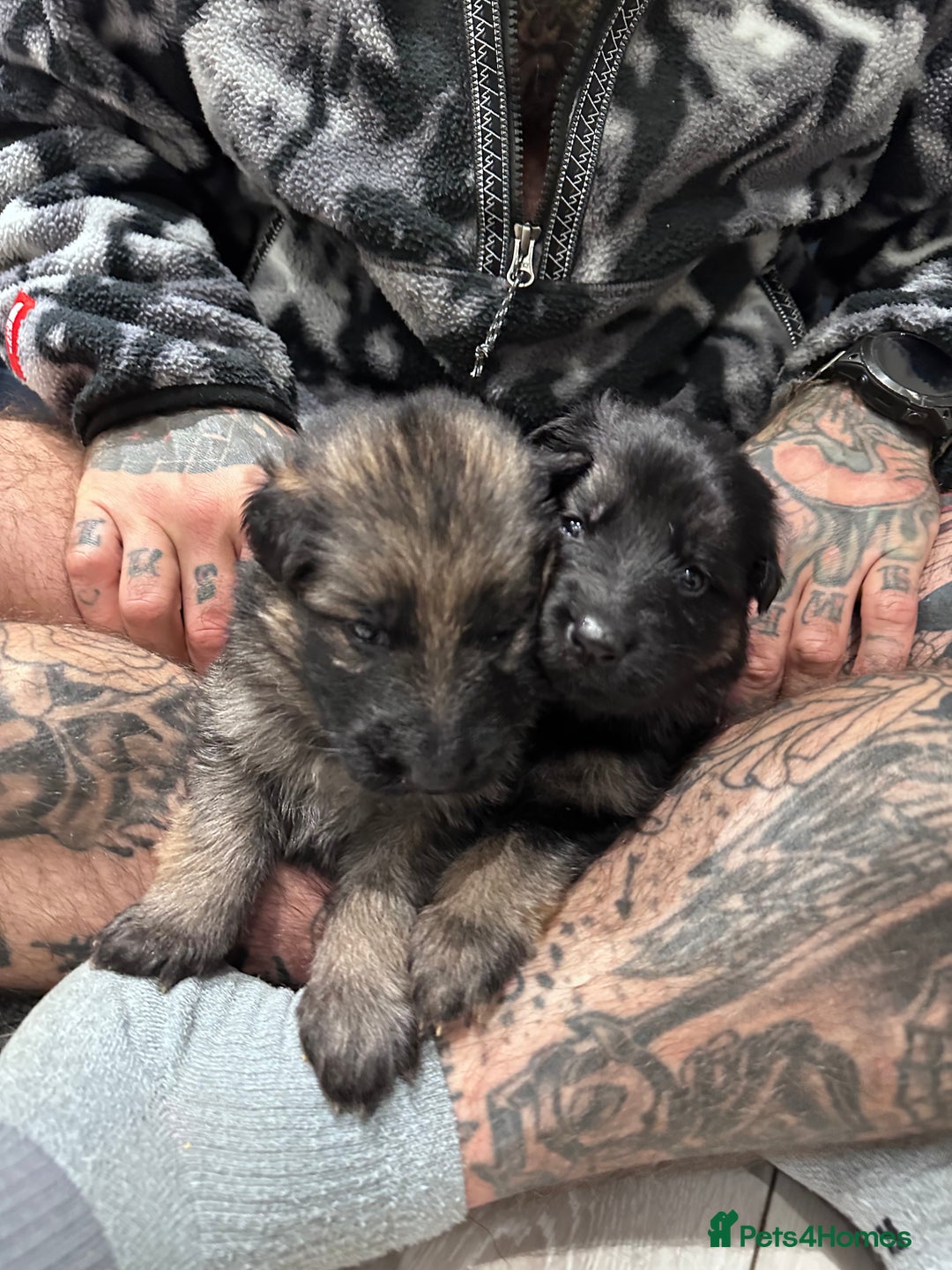 German Shepherd dogs for sale: Beautiful purebred German shepherd puppies - Image 22