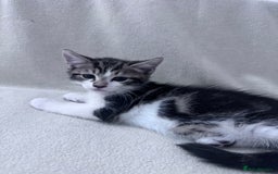 Mixed Breed cats for sale: Cute kittens looking for nice home  - Image 22