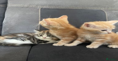 Mixed Breed cats - Advert 1