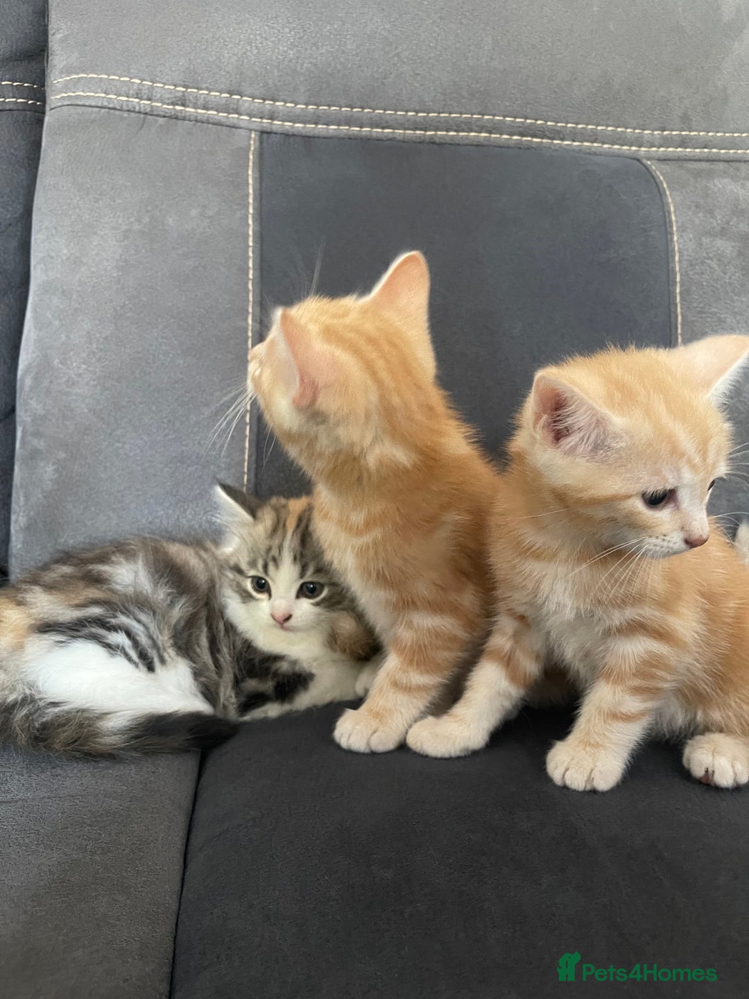 Mixed Breed cats for sale: Stunning long haired kittens  - Image 3