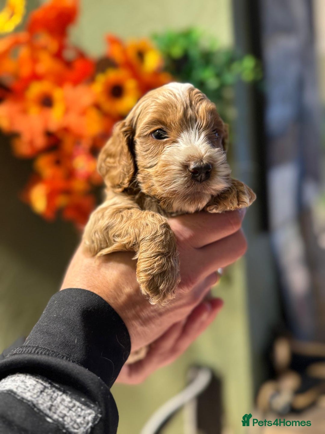 Cockapoo dogs for sale: 🪷Cockapoo Pups Quality,Charming,Gentle Hearts🪷 - Advert 4