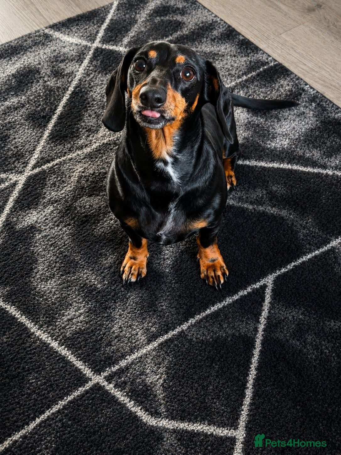 Miniature Dachshund dogs 3 year old miniature dachshund for sale  - Advert 2
