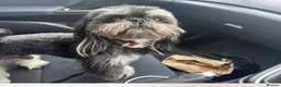 Shih Tzu dogs for stud: Proven KC Dobie Imperial Shih Tzu 👑 - Advert 5