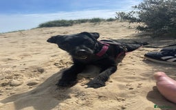 Patterdale Terrier dogs for sale: Patterdale puppies - Image 6