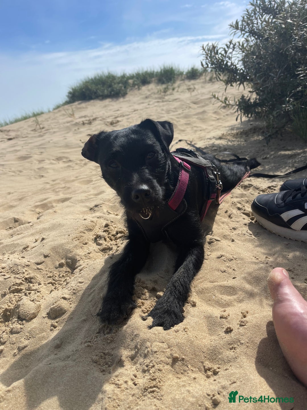 Patterdale Terrier dogs for sale: Patterdale puppies - Image 6
