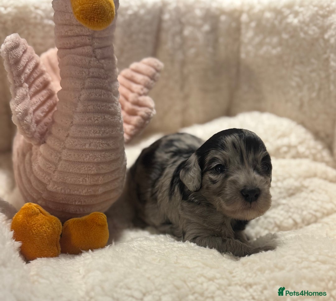 Cockapoo dogs for sale: Adorable Cockapoo puppies  - Image 1