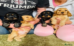 Cocker Spaniel dogs for sale: Top quality fully health tested show cocker pups - Image 1