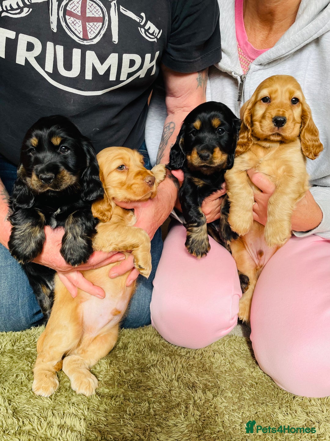 Cocker Spaniel dogs for sale: Top quality fully health tested show cocker pups - Image 1