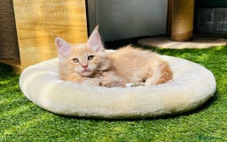 Maine Coon cats for sale: 1 Cream Boy Available. Ready Now.  - Image 12