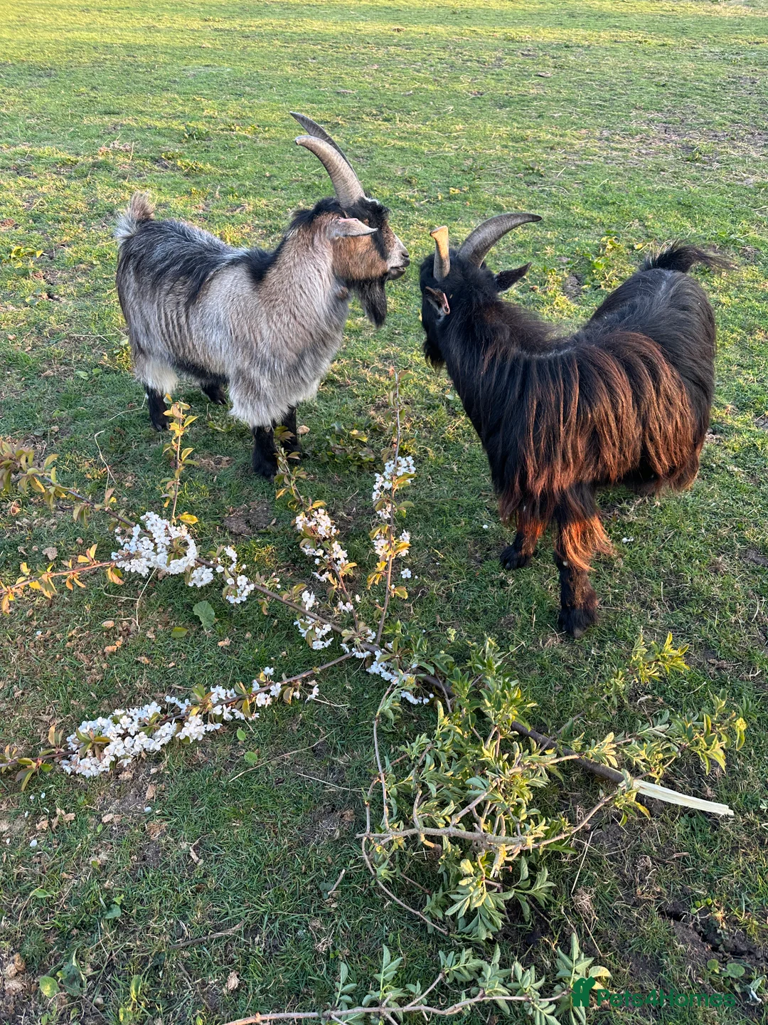 Goats livestock for sale: TWO GREAT PYGMY GOAT WETHERS  - Advert 6