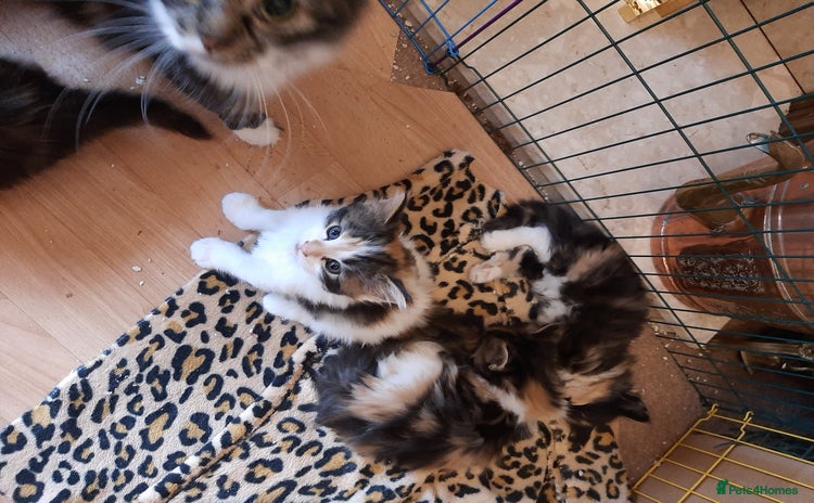Maine Coon cats - Advert 2