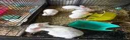 New Zealand rabbits for sale: New Zealand babies  - Advert 4