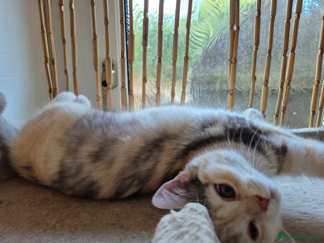 British Longhair cats for sale: British longhair male and shorthair girl Ready Now - Image 3