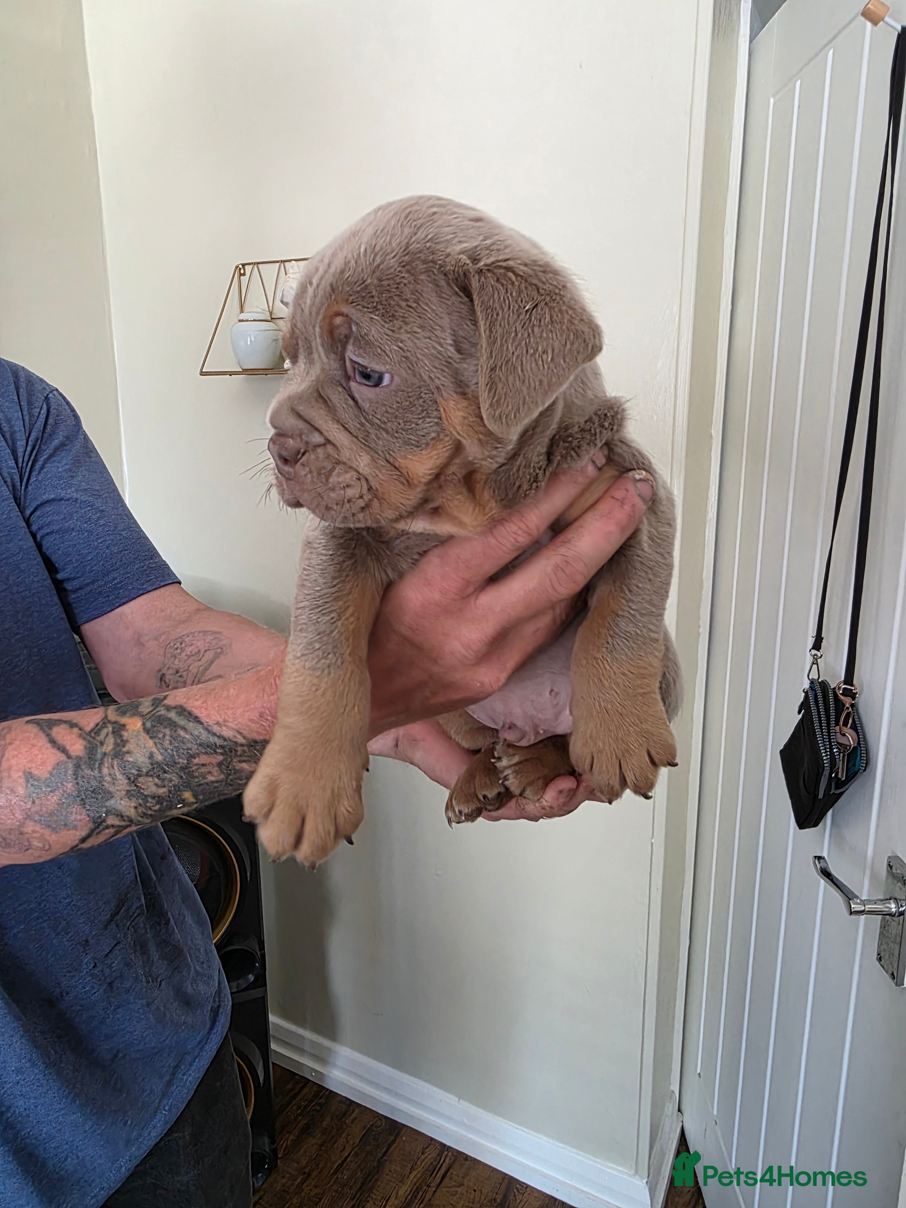 Olde English Bulldogge dogs Ready now Fluffy carriers lilac tri  - Advert 2