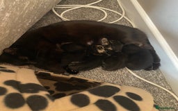 Mixed Breed cats for sale: Ready for new home 2 FEMALE KITTENS - Image 4