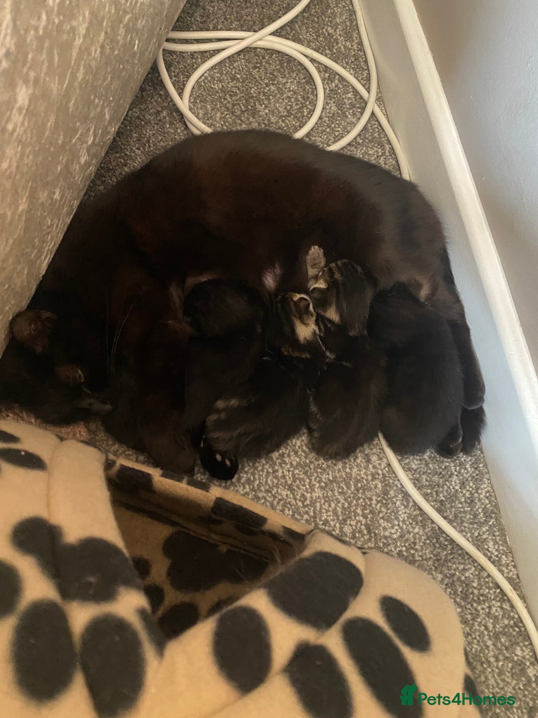 Mixed Breed cats for sale: Ready for new home 2 FEMALE KITTENS - Image 4