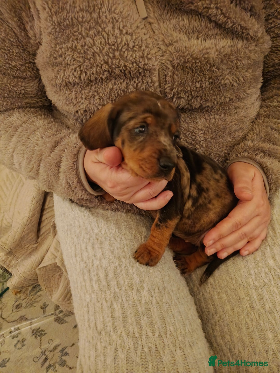 Dachshund dogs for sale: Adorable miniature daschunds - Image 5