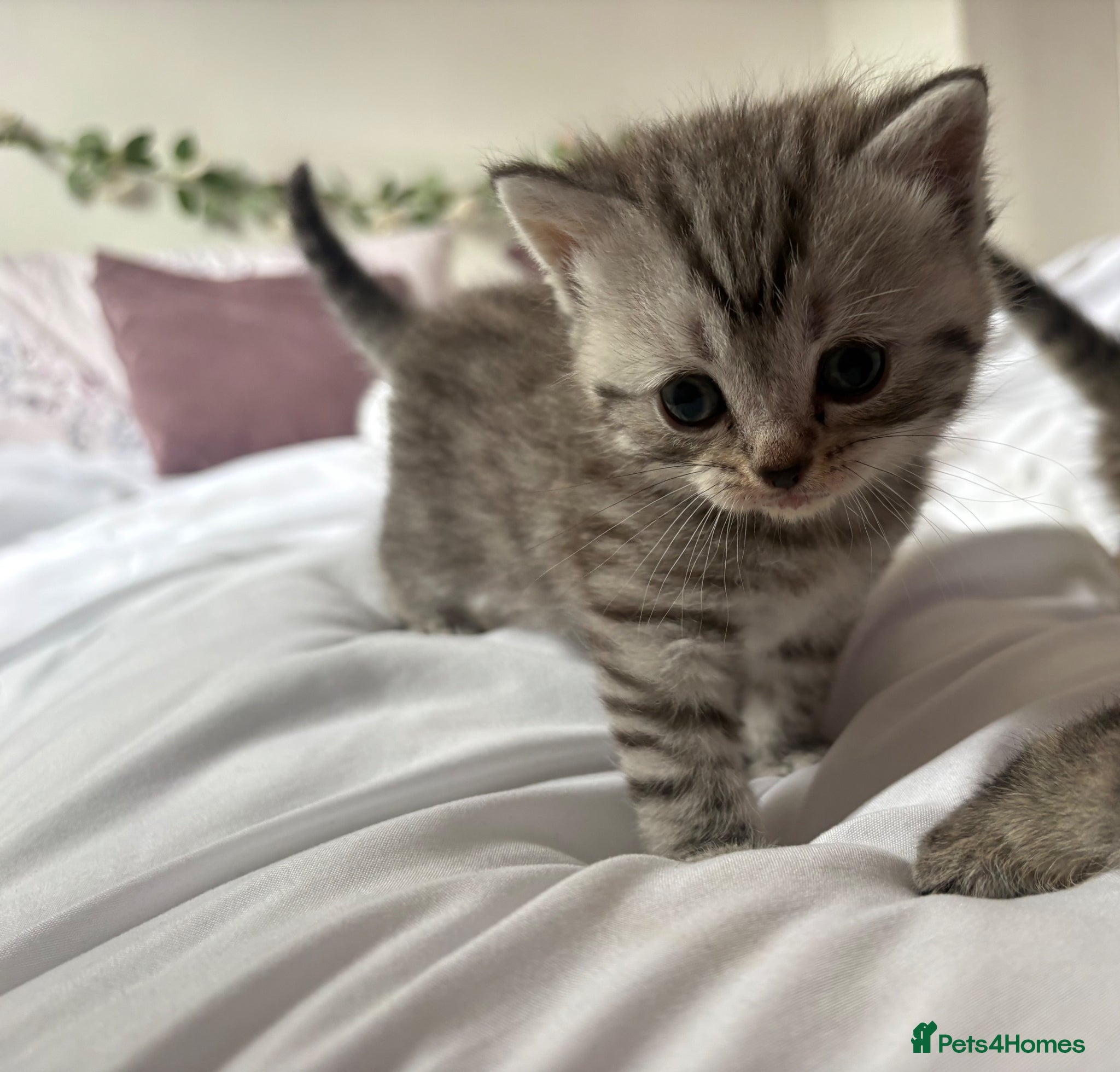 Mixed Breed cats 2 beautiful kittens looking for forever home - Advert 18