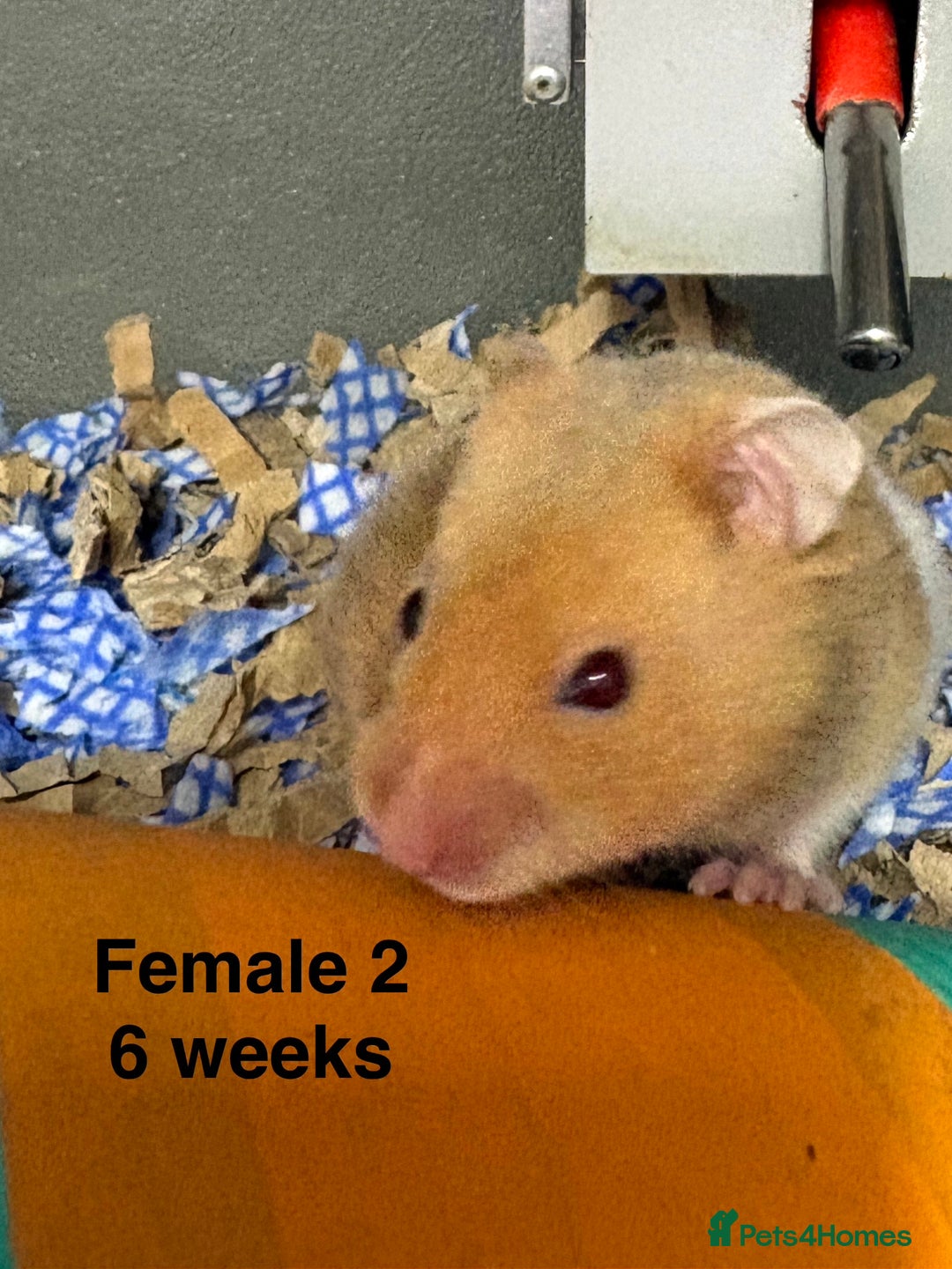 Hamster rodents for sale: Adorable baby Syrian hamsters  - Advert 3